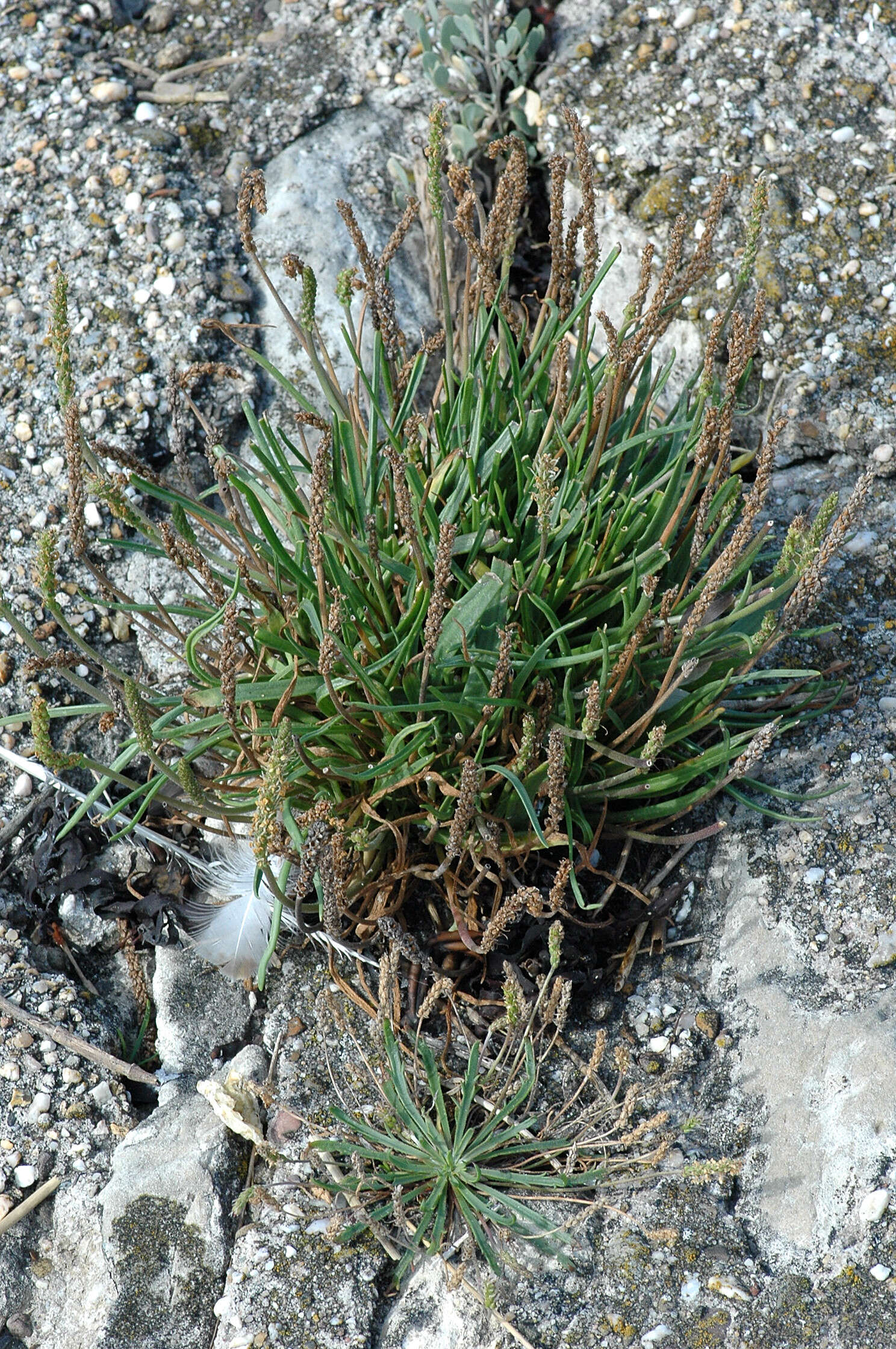 Image of buckhorn plantain