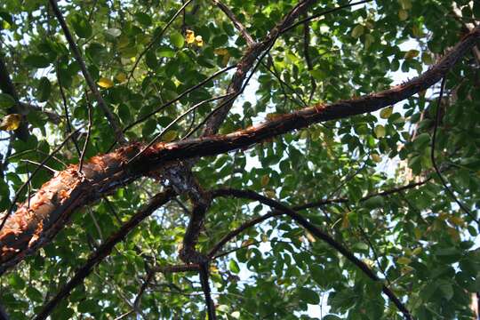 Image of gumbo limbo