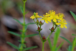 Image of cluster-leaf st.john's wort