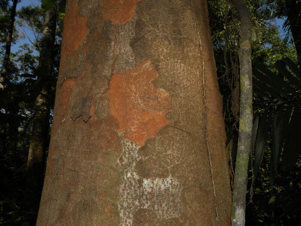 Plancia ëd Parkia pendula (Willd.) Walp.