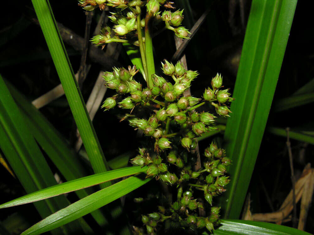 Becquerelia cymosa Brongn.的圖片