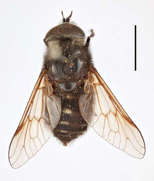 Image of Tabanus nigrinus Szilady 1926