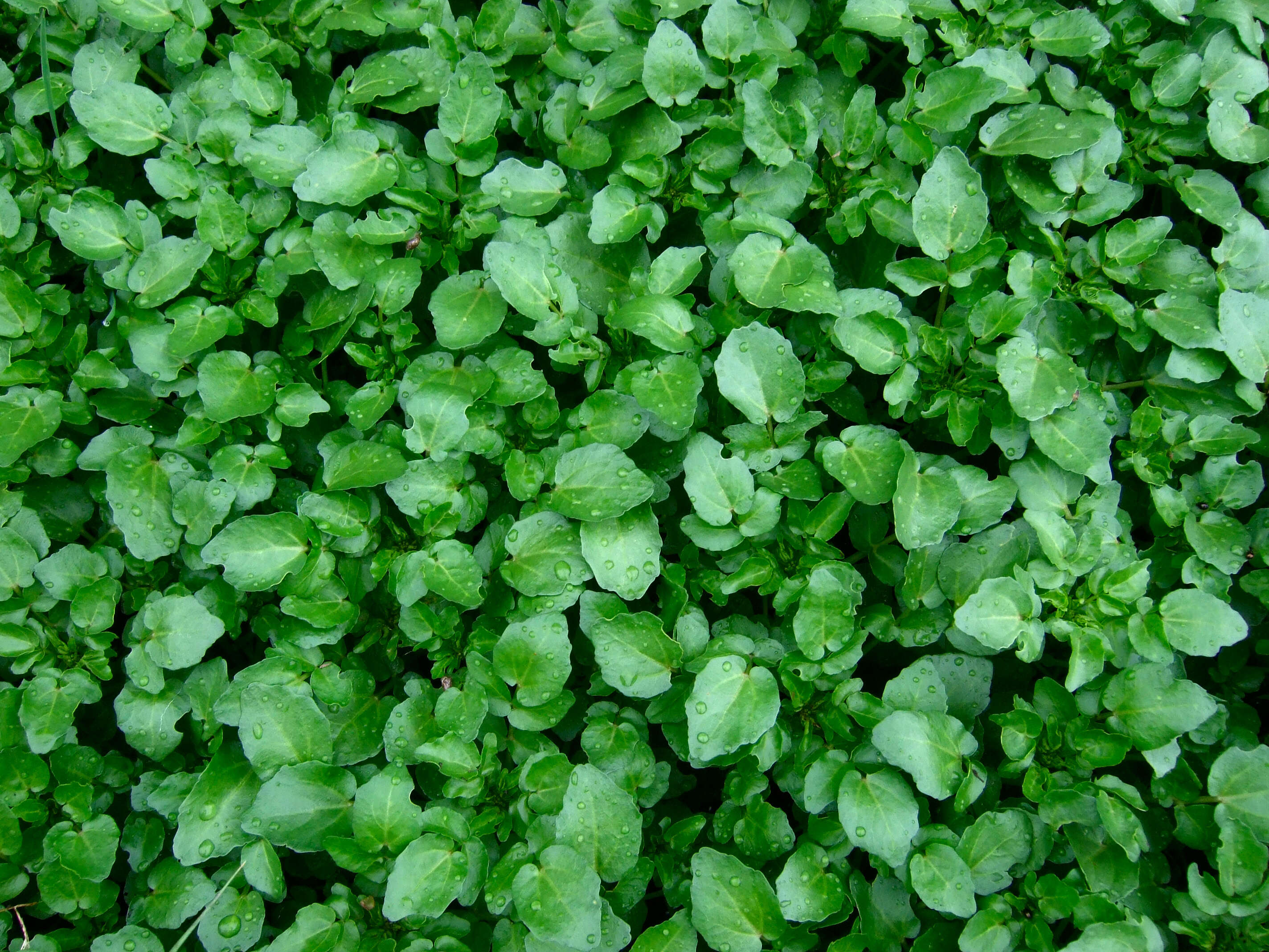 Image of yellowcress