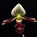 Слика од Paphiopedilum barbatum (Lindl.) Pfitzer