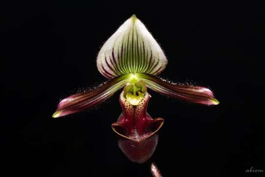 Image de Paphiopedilum barbatum (Lindl.) Pfitzer