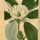 Image de Magnolia elegans (Blume) H. Keng