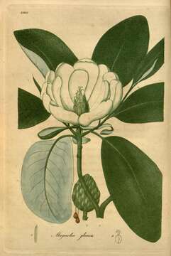 Image of Magnolia elegans (Blume) H. Keng