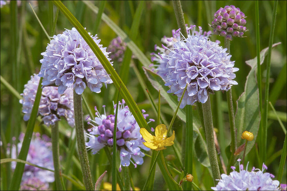 Image of Devil’s Bit Scabious