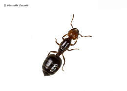 Image of Crematogaster