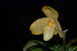 Image of One colored Paphiopedilum