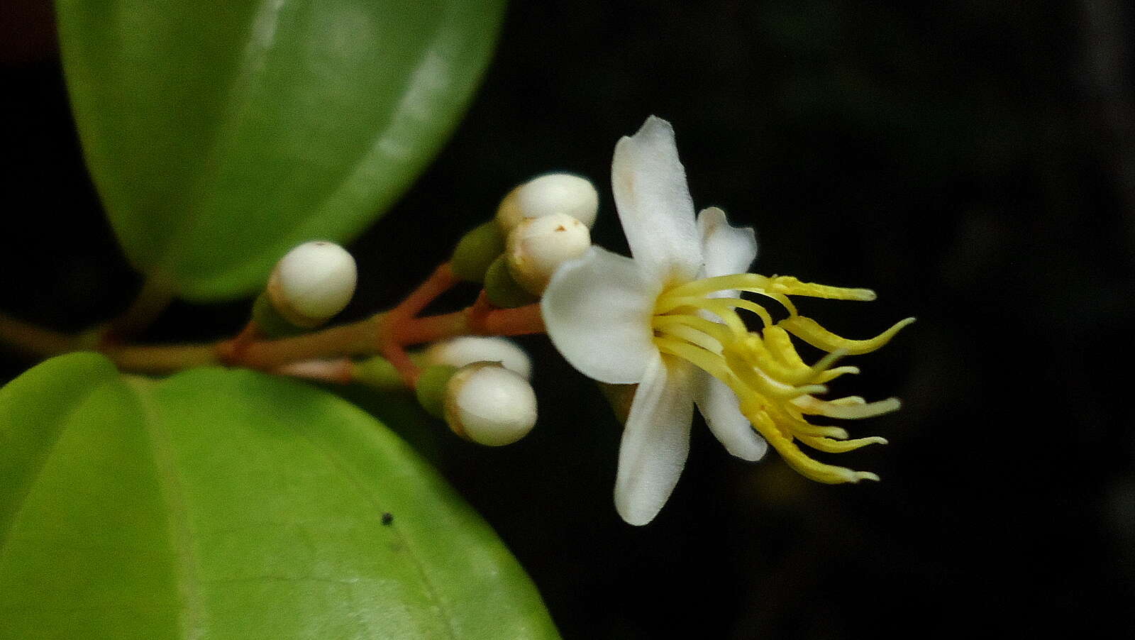 Image of Miconia jucunda (DC.) Triana