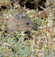 Image of Bush Karroo Rat