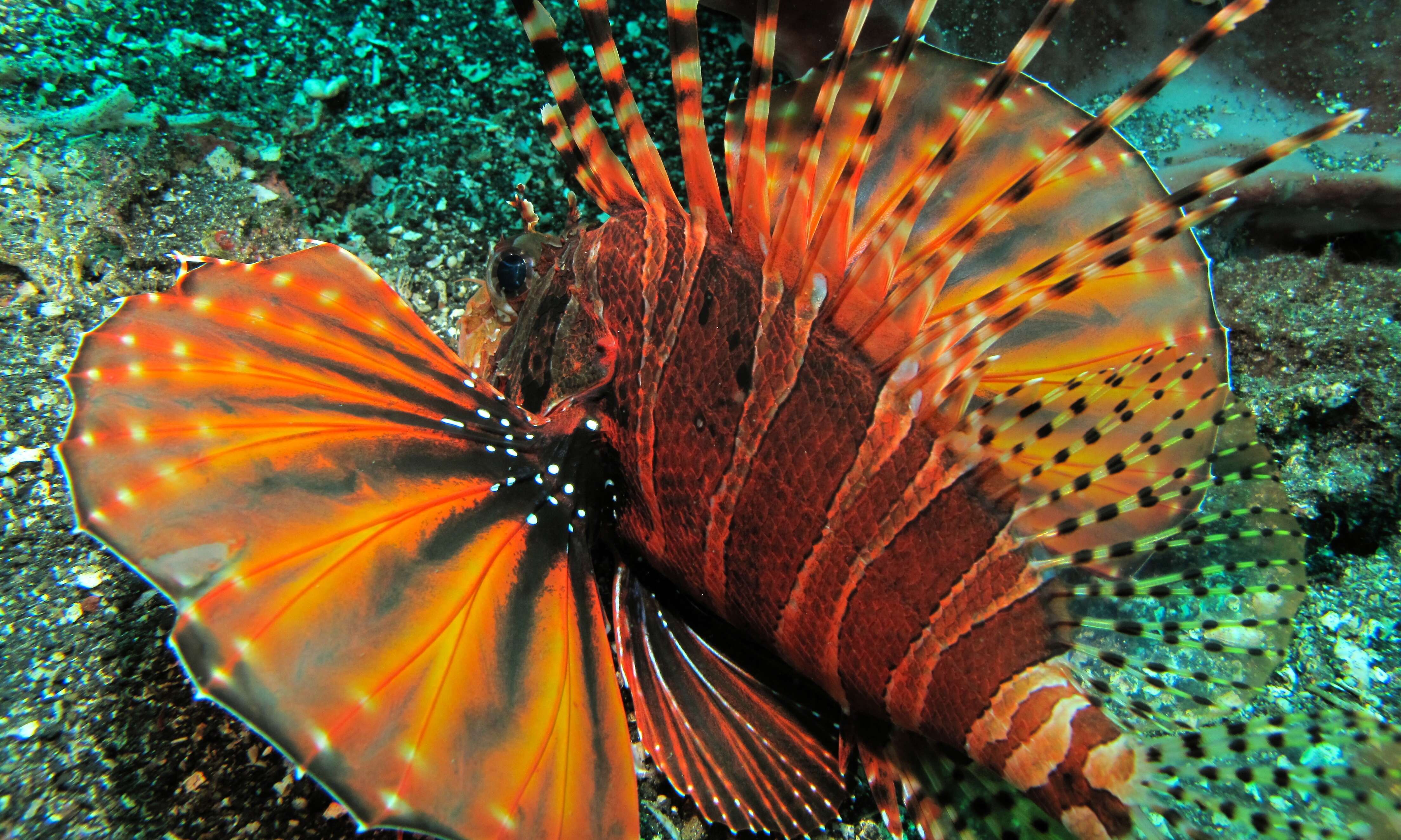 Image of Zebra lionfish