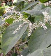 Image of Japanese Knotweed