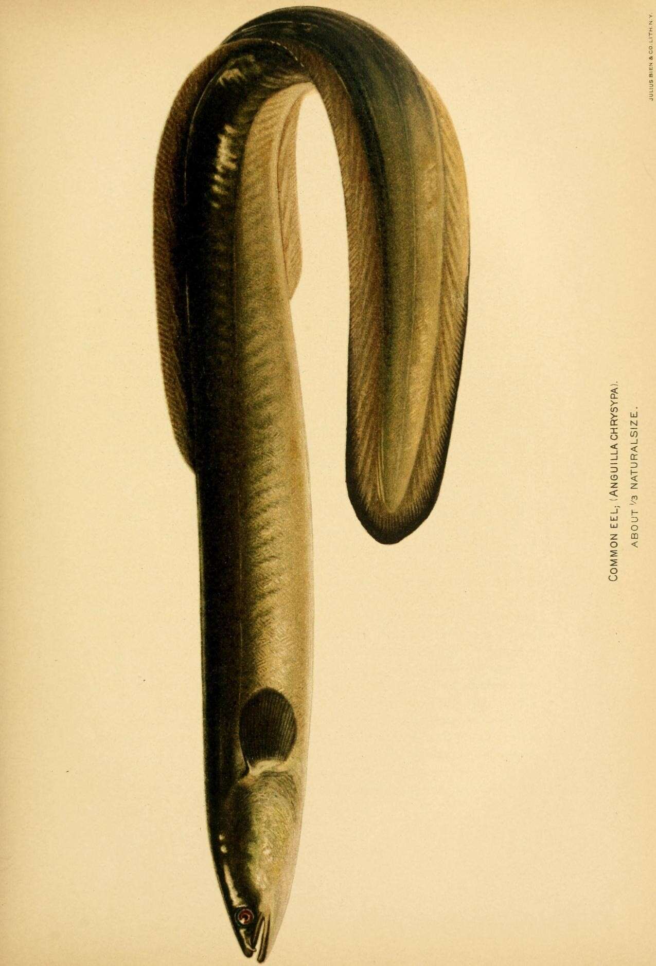 Image of American Eel