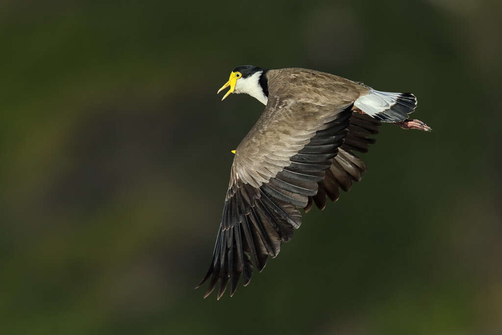 Image of Masked Lapwing