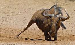 Image of wildebeest