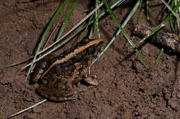 Image of Asian Grass Frog