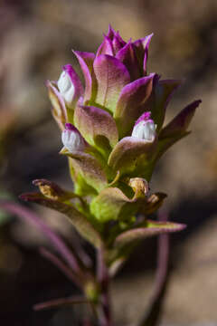 Imagem de Orthocarpus cuspidatus Greene