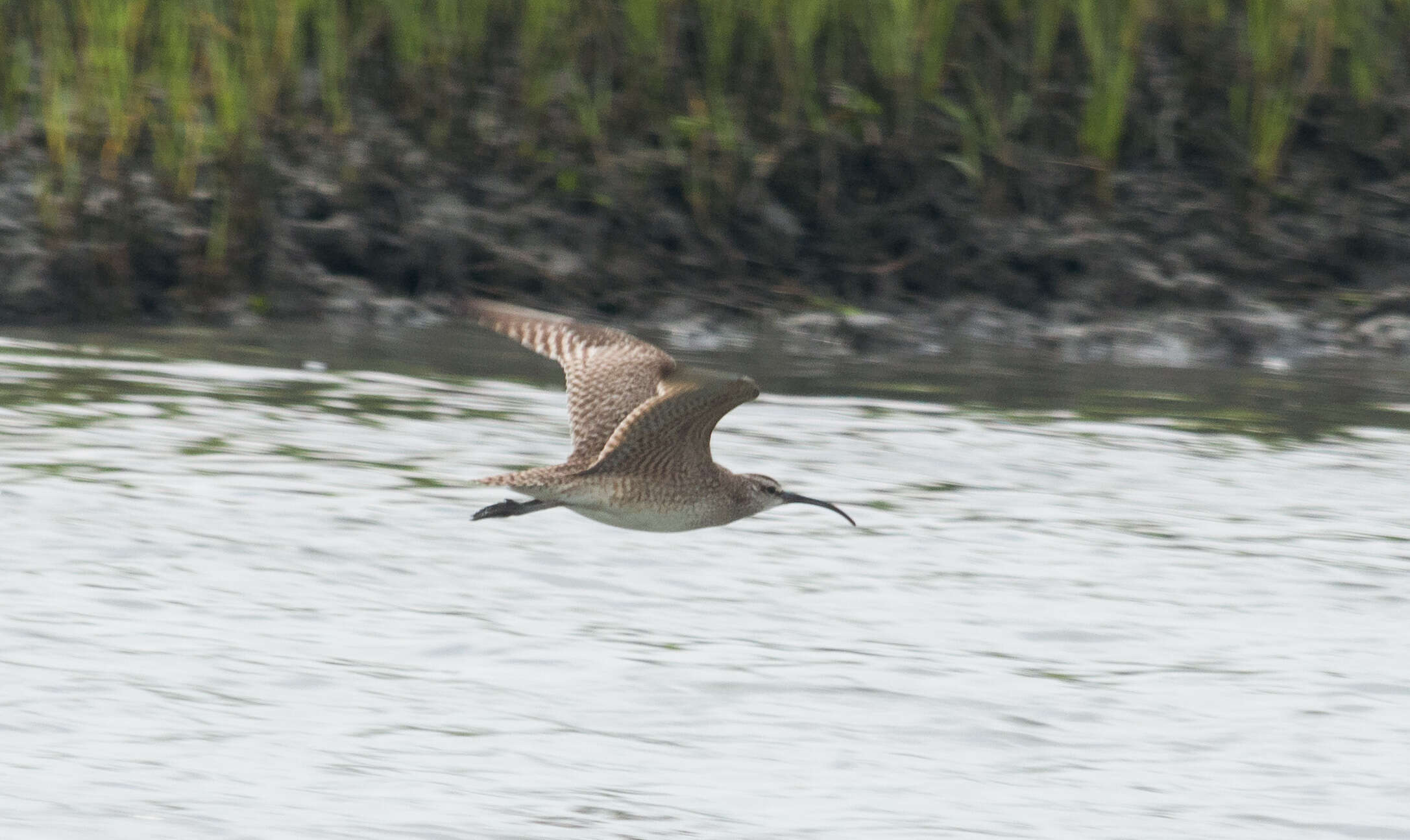 Image of Eurasian Whimbrel