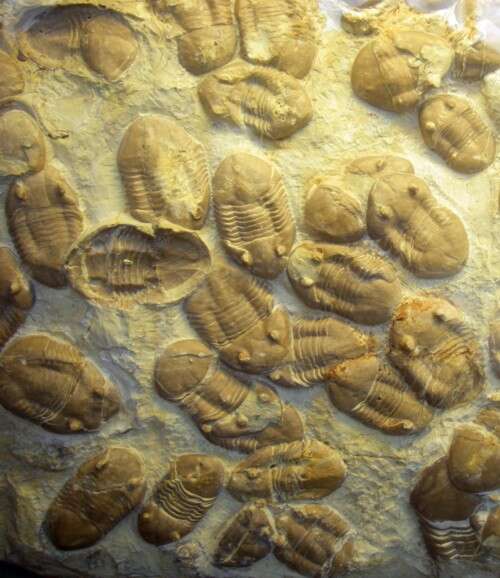 Image of trilobites