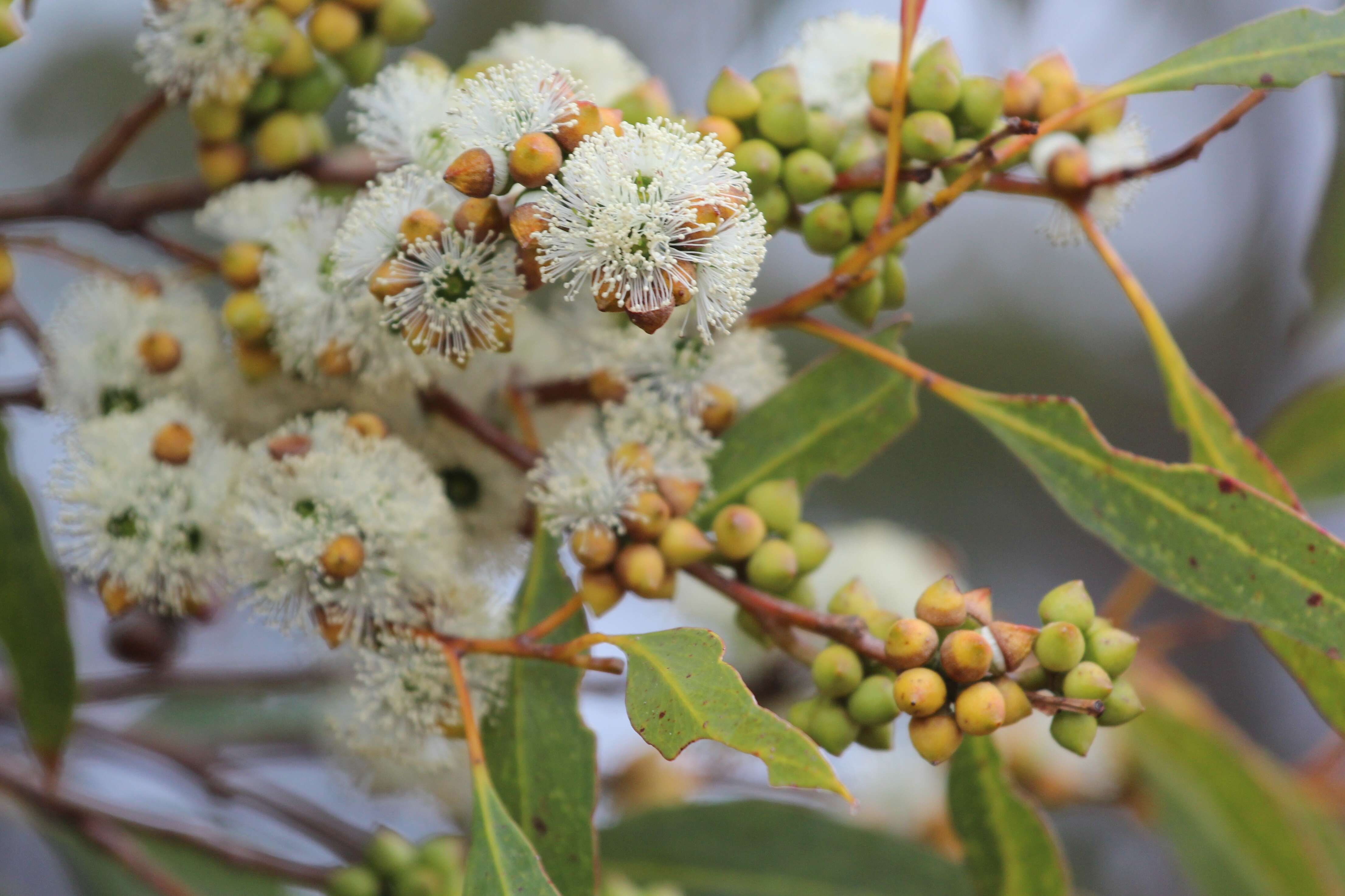 Image of Coastal White Mallee