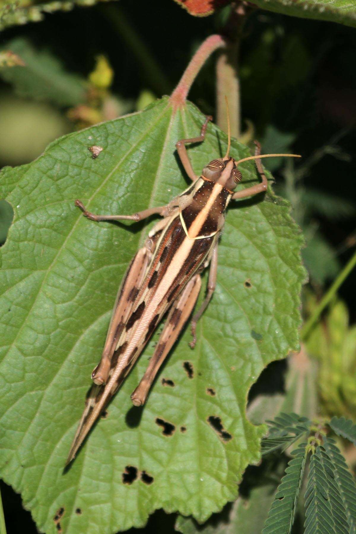 Image of Acanthacris