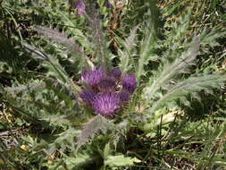 Image de Cirsium scariosum Nutt.