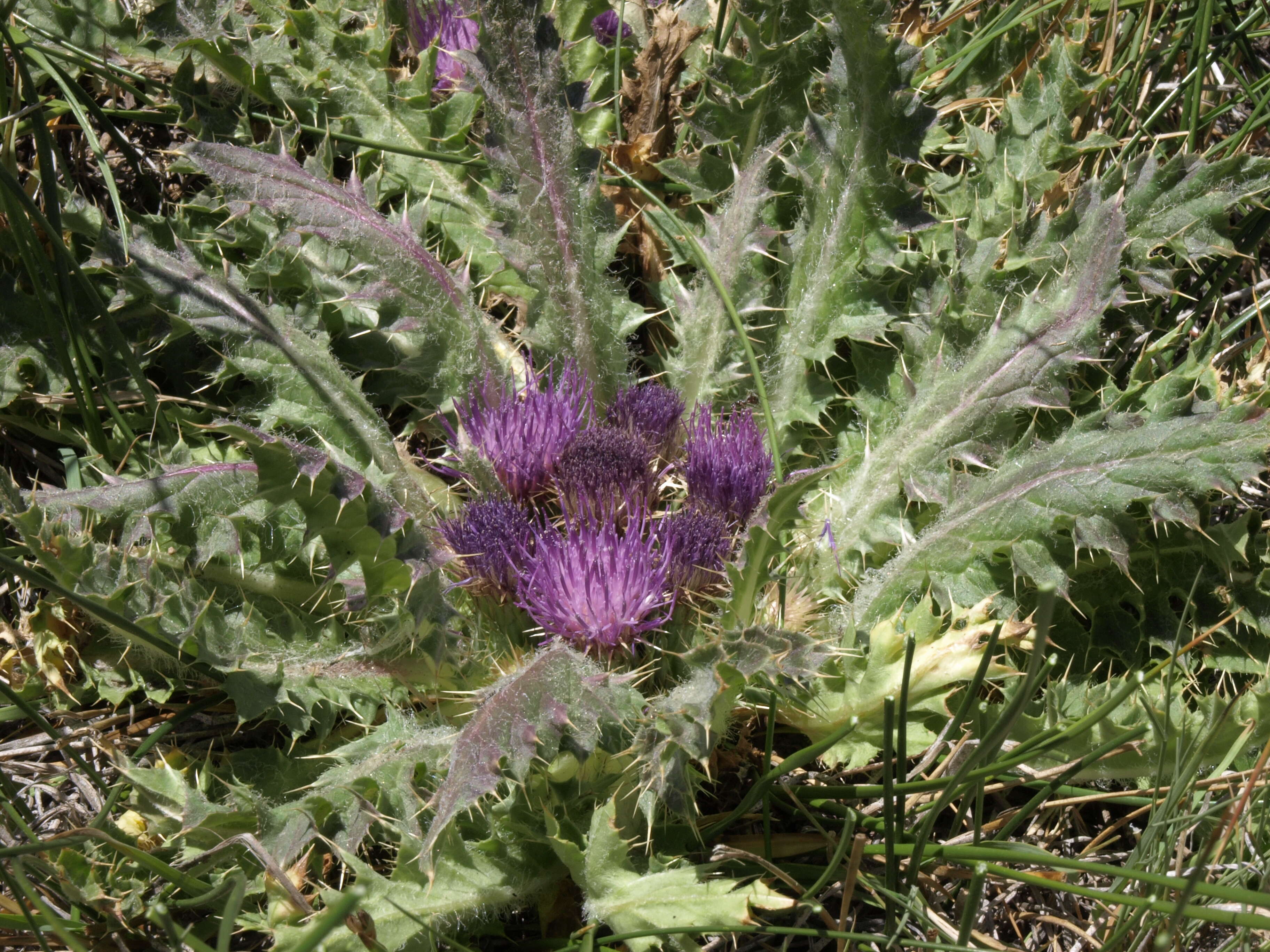 Image of Cirsium scariosum var. congdonii (R. J. Moore & Frankton) D. J. Keil