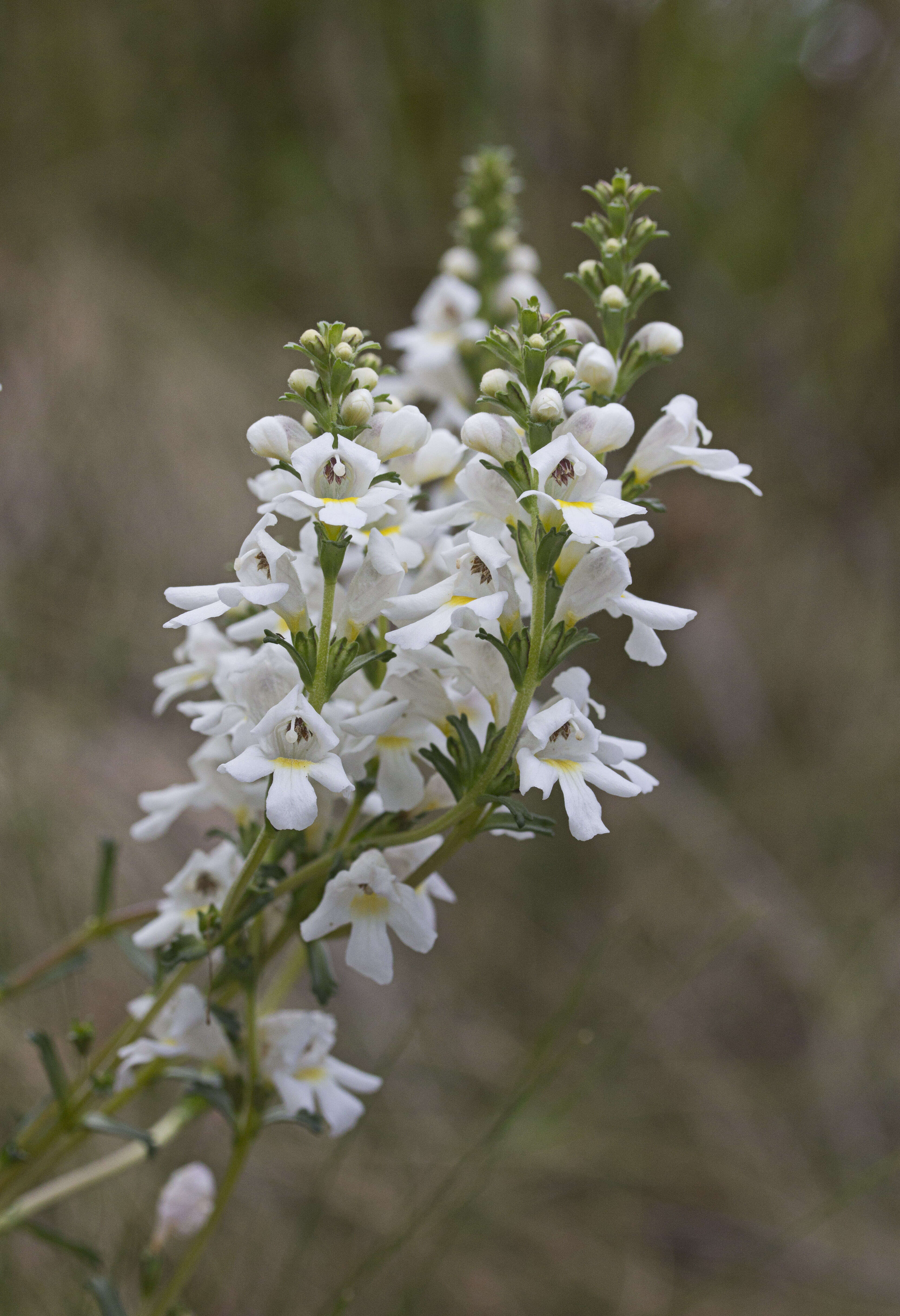 Image of Eyebright