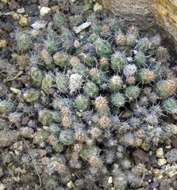 Image of Corynopuntia