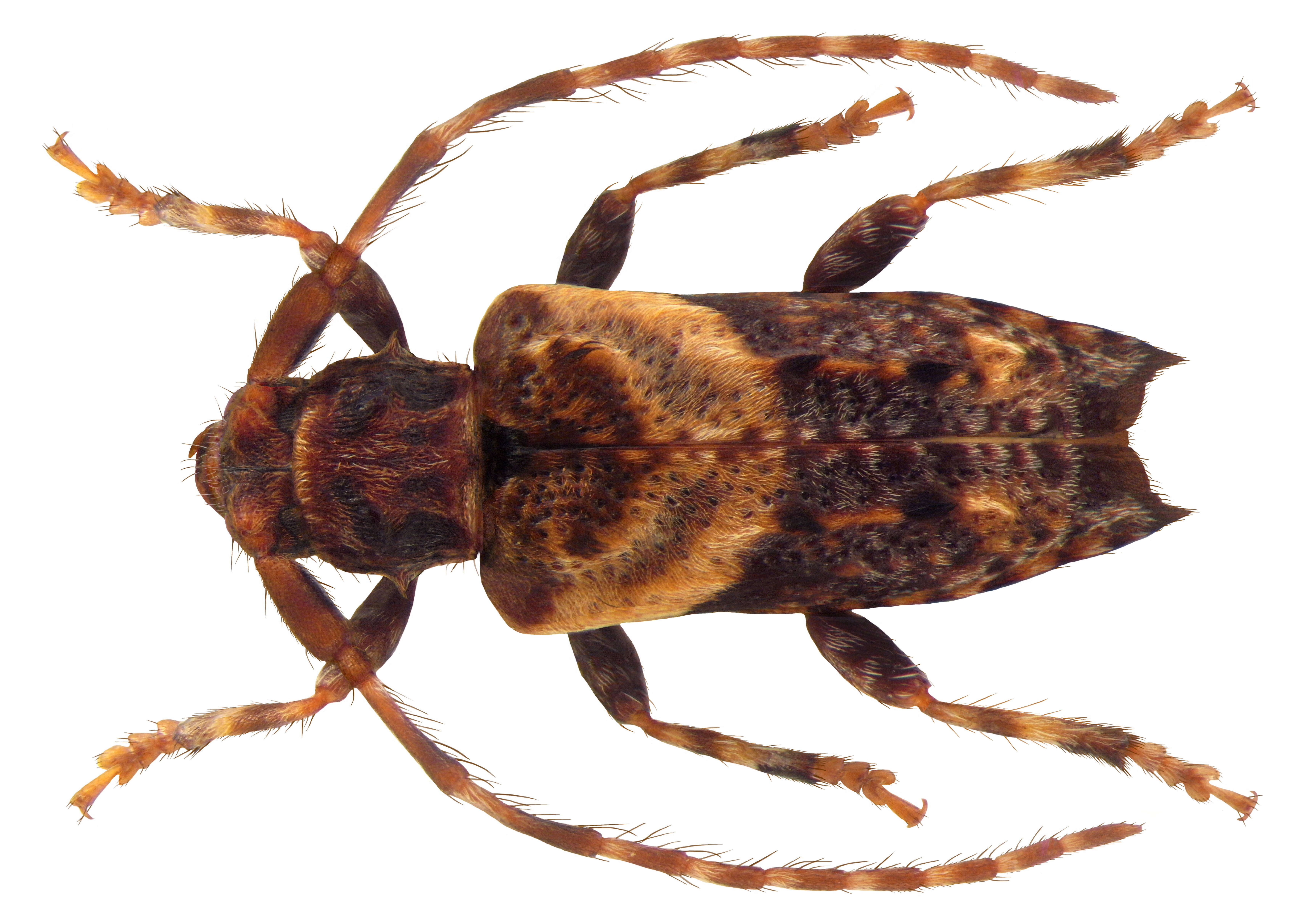 Pogonocherus hispidus (Linné 1758) resmi