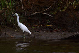 Image of Egretta Forster & T 1817