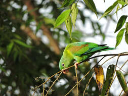 Image of Orange-chinned Parakeet