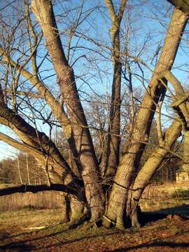 Image of Basswood