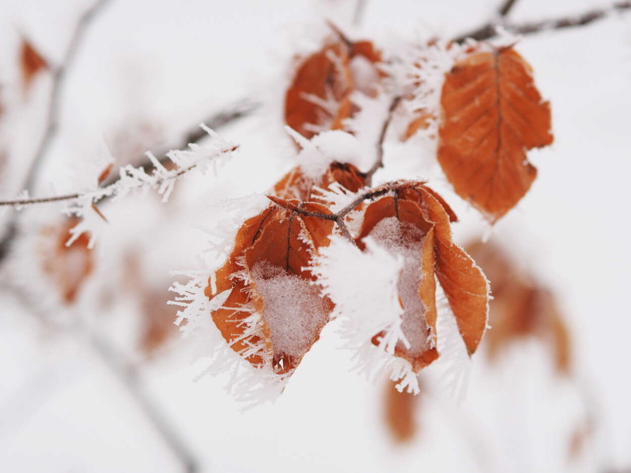 Image of European beech