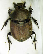 Image of Onthophagus (Palaeonthophagus) coenobita (Herbst 1783)