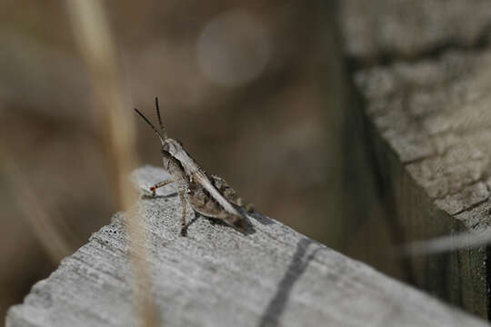 Image of Australian plague locust