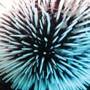 Image of violet sea urchin
