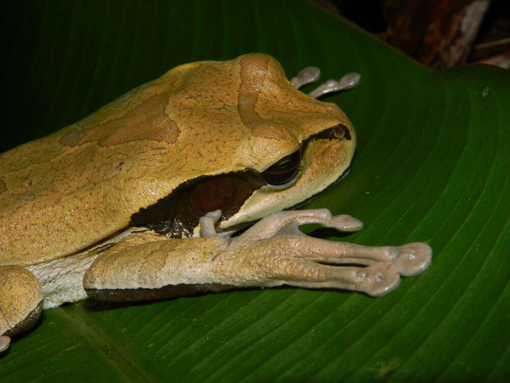 Image of Mexican Treefrogs