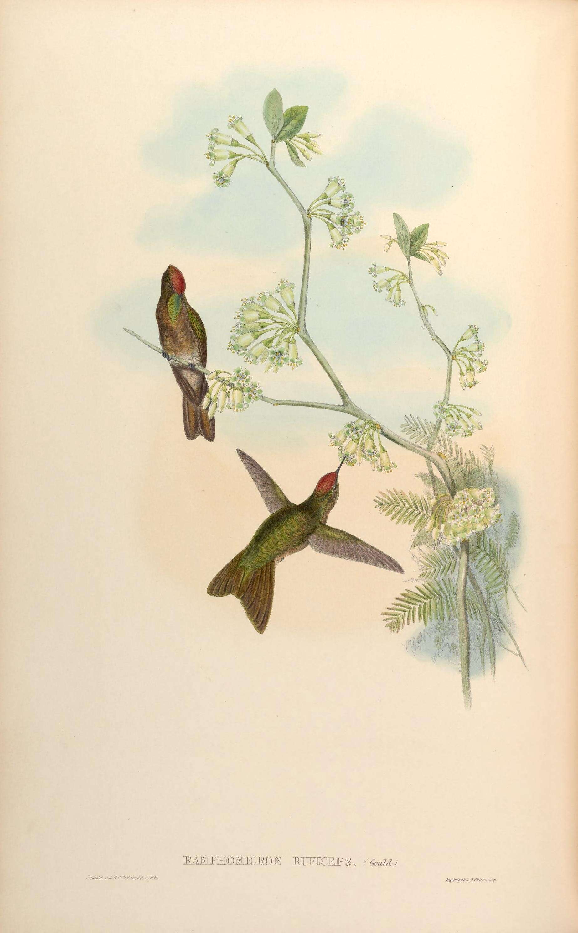 Image of Chalcostigma Reichenbach 1854