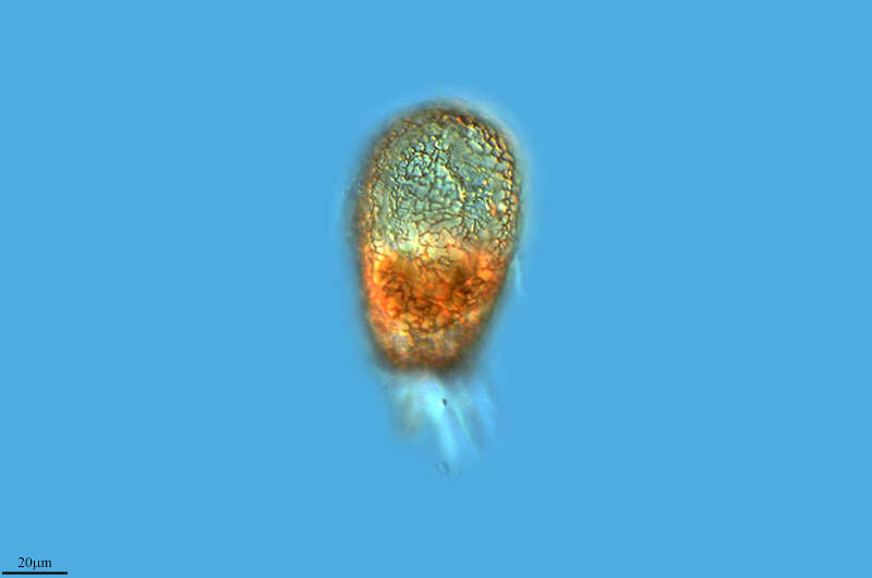 Image of Netzelia oviformis