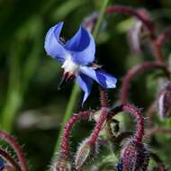 Image of borage