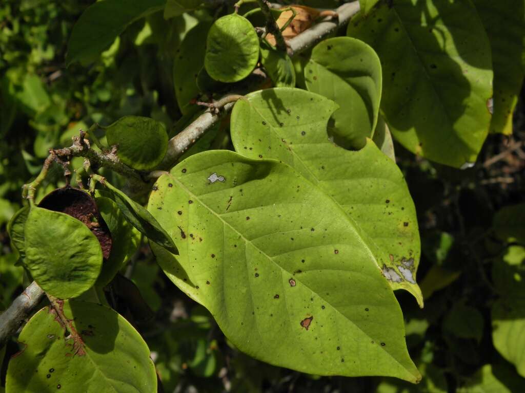 Слика од Dalbergia ecastaphyllum (L.) Taub.