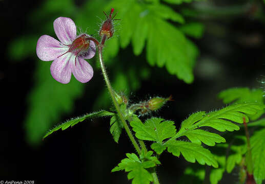 Imagem de Geranium purpureum Vill.