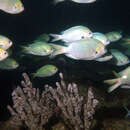 Chromis hypsilepis (Günther 1867) resmi