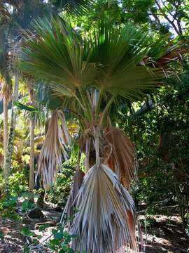 Pritchardia lanigera Becc.的圖片