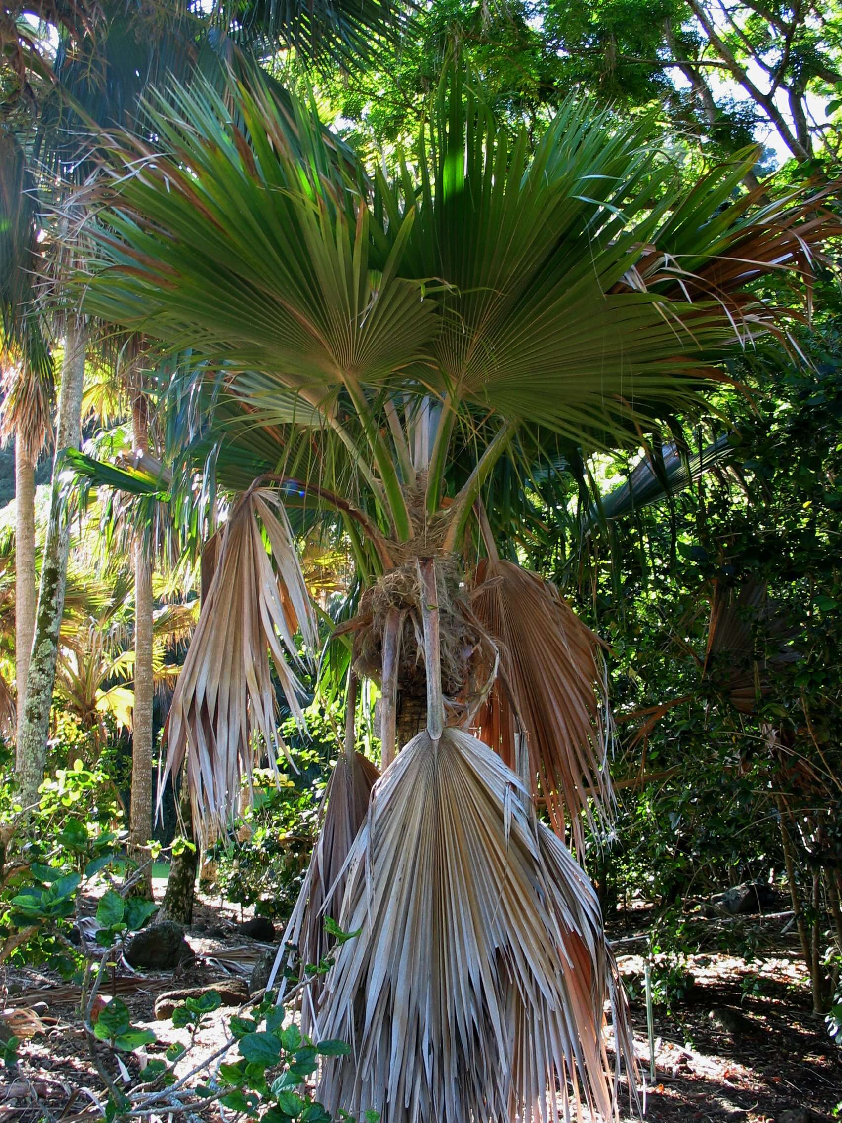 Pritchardia lanigera Becc.的圖片