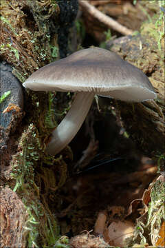 Image of Pluteus pouzarianus Singer 1983