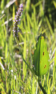 Image of pickerelweed